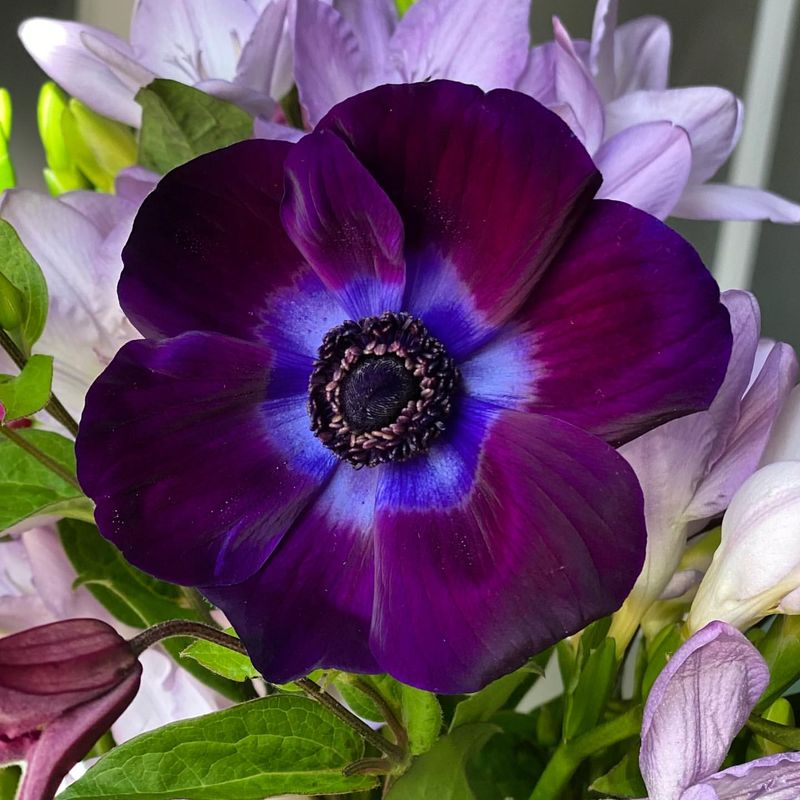 Velvet Anemone