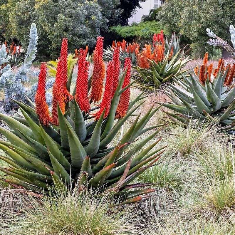 Velvet Coral Tree