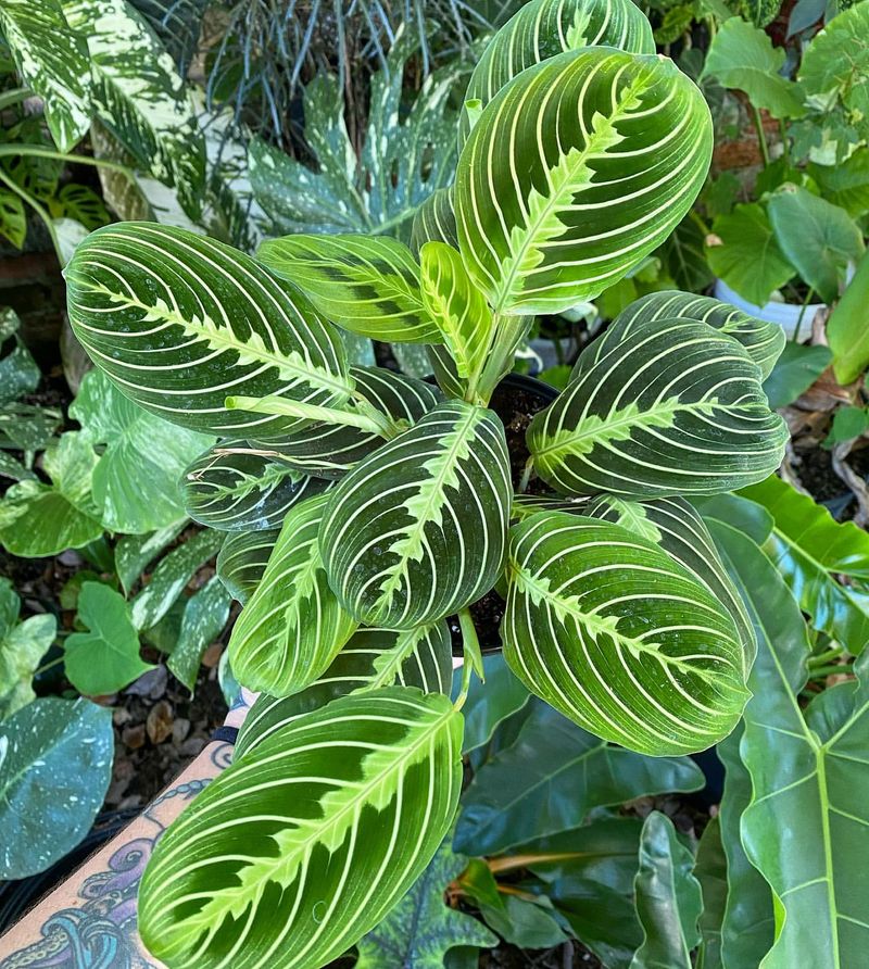 Velvet Maranta