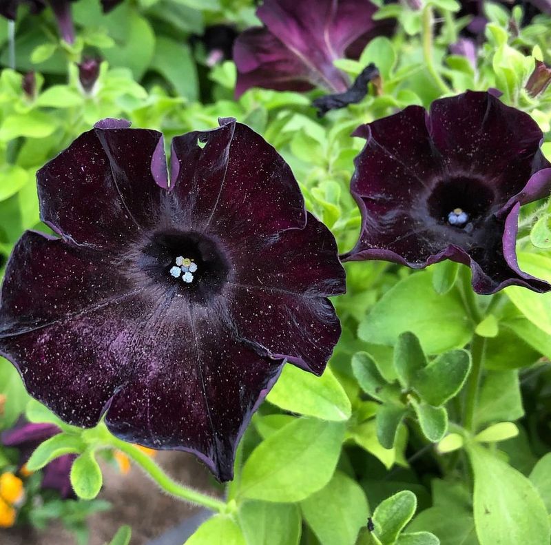 Velvet Petunia