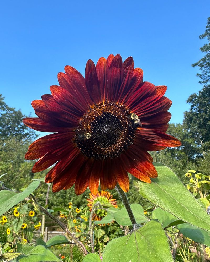 Velvet Queen Sunflower