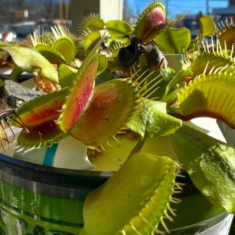 Venus Flytrap