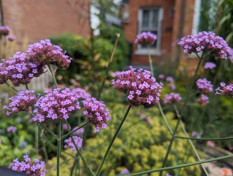 Verbena