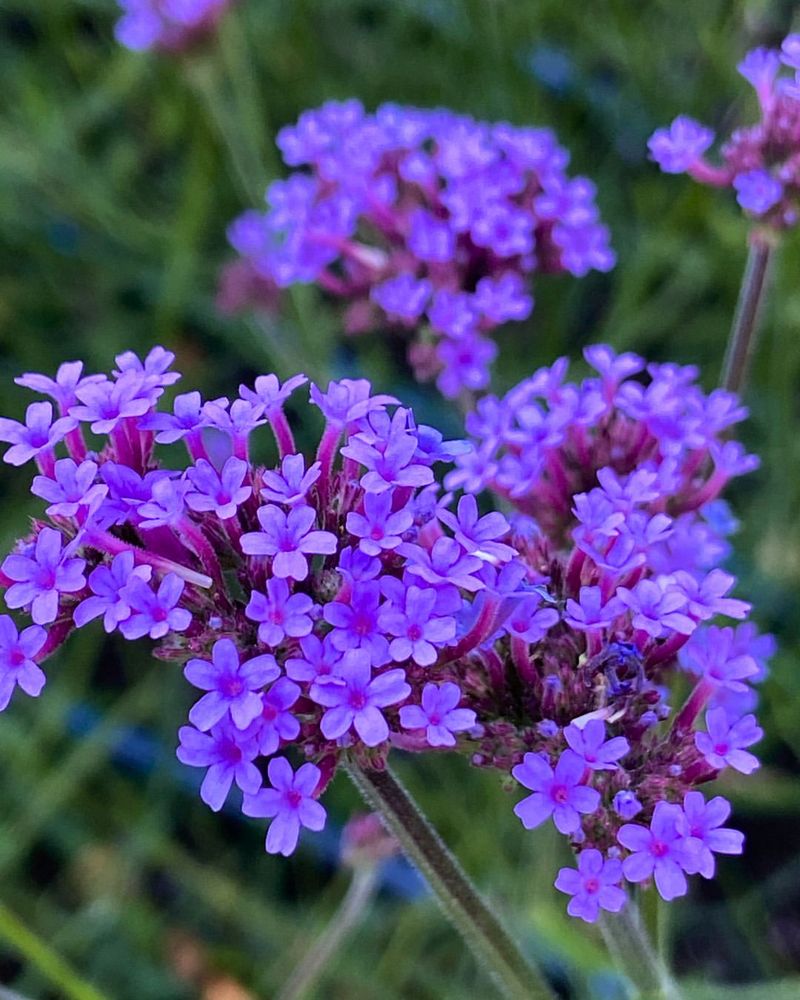 Verbena