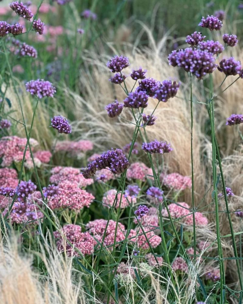 Verbena