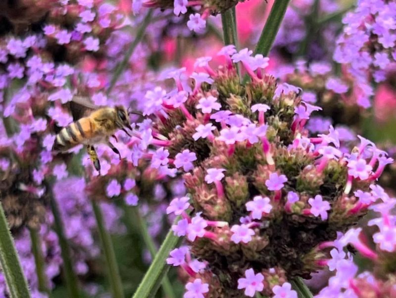 Verbena