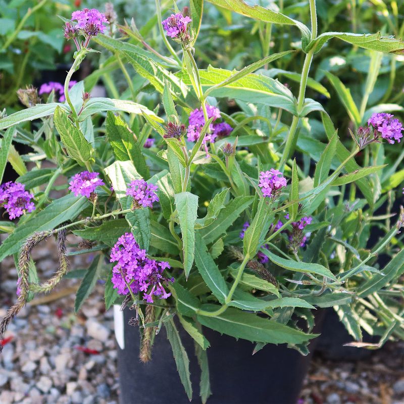 Verbena