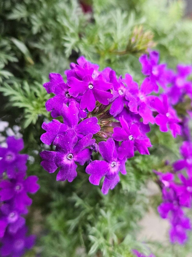 Verbena