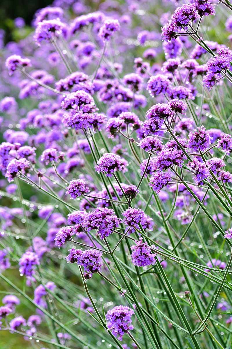 Verbena