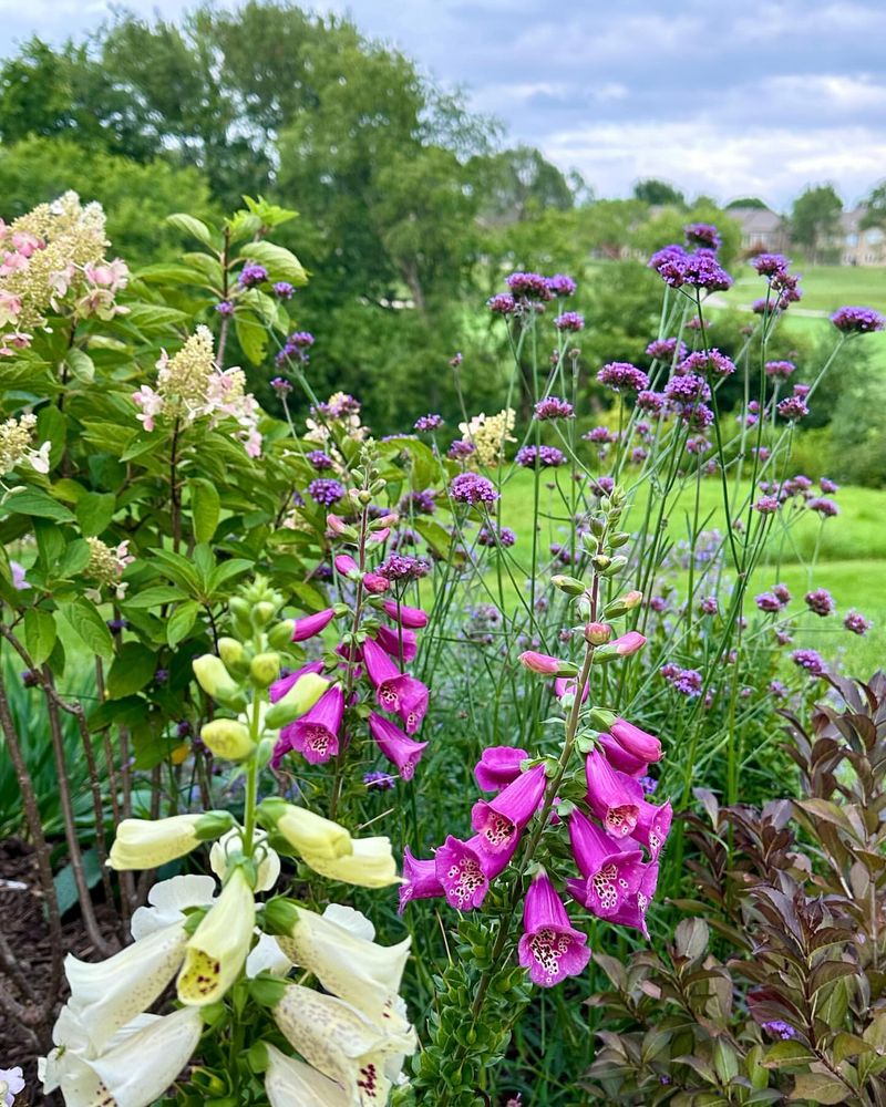 Verbena