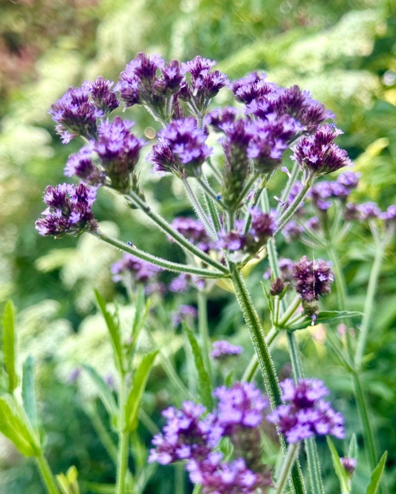 Verbena Bonariensis