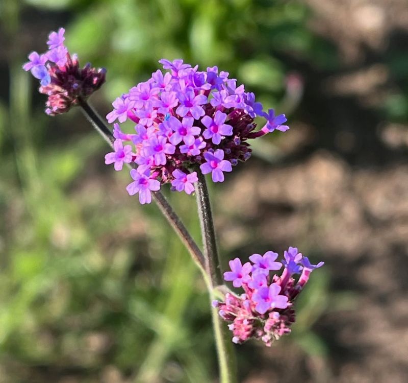 Verbena Bonariensis