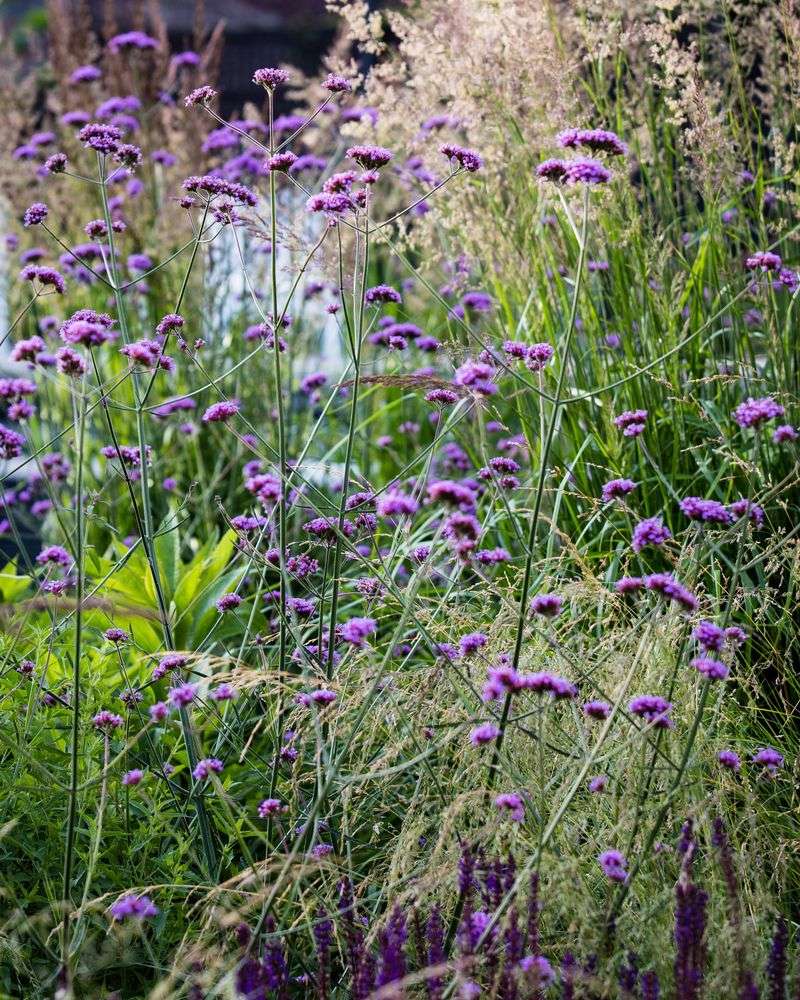 Verbena (Verbena spp.)