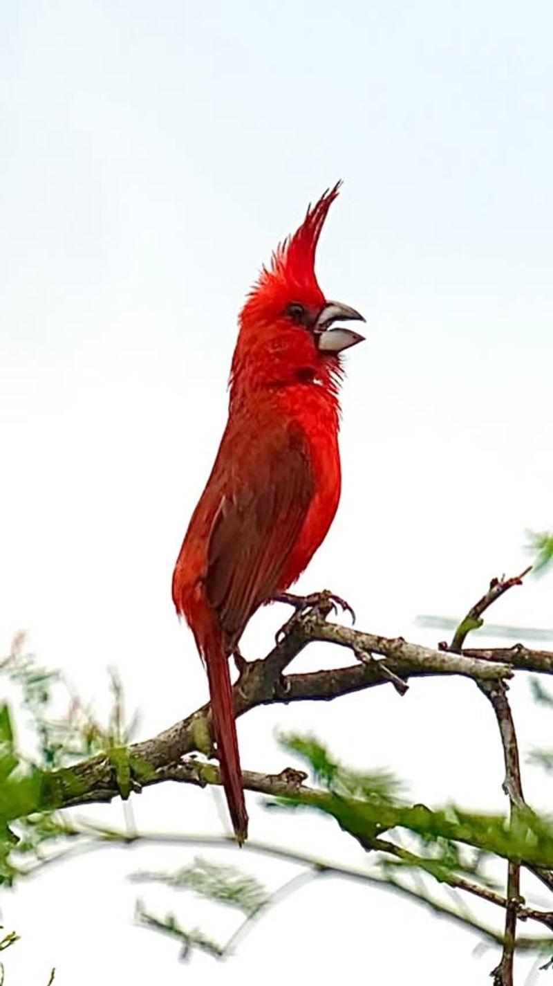 Vermilion Cardinal