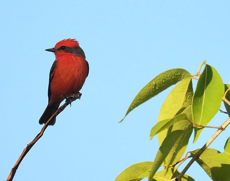 Vermilion Flycatcher