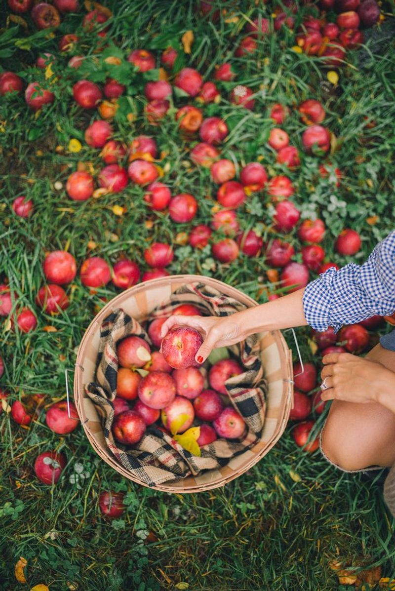 Vermont: Apple