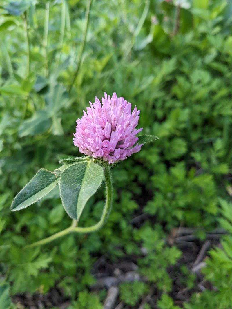 Vermont - Red Clover