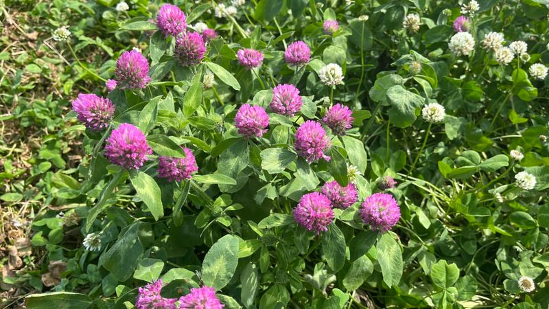 Vermont: Red Clover