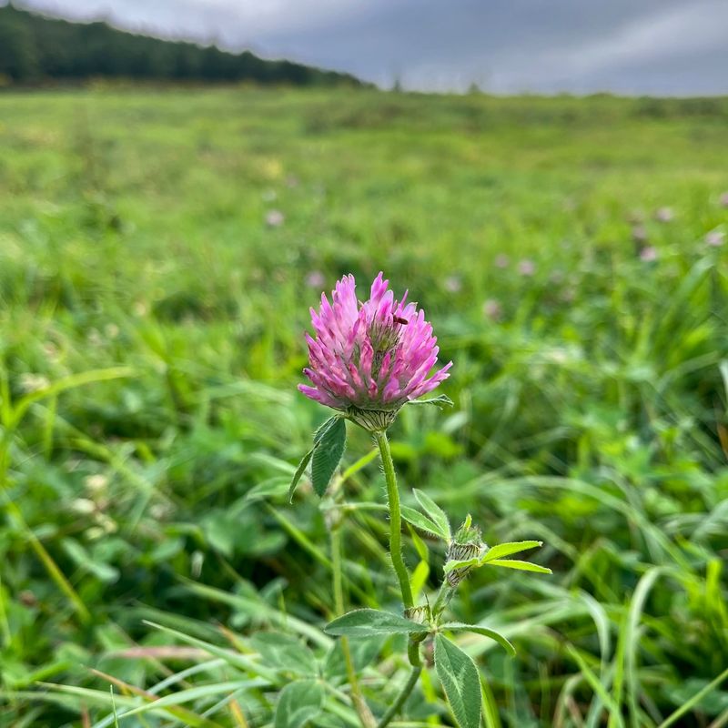 Vermont: Red Clover