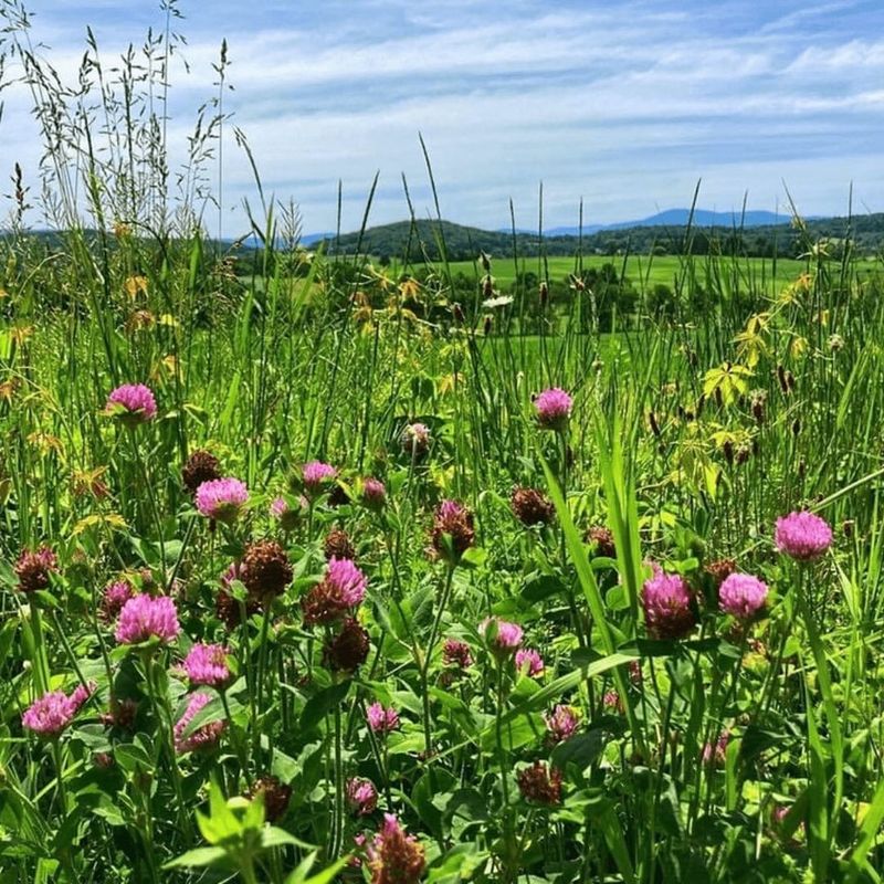 Vermont - Red Clover