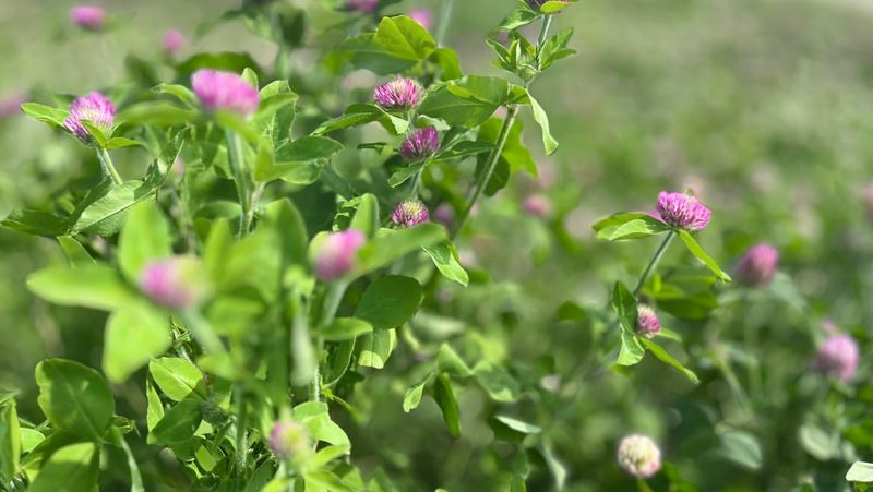 Vermont - Red Clover