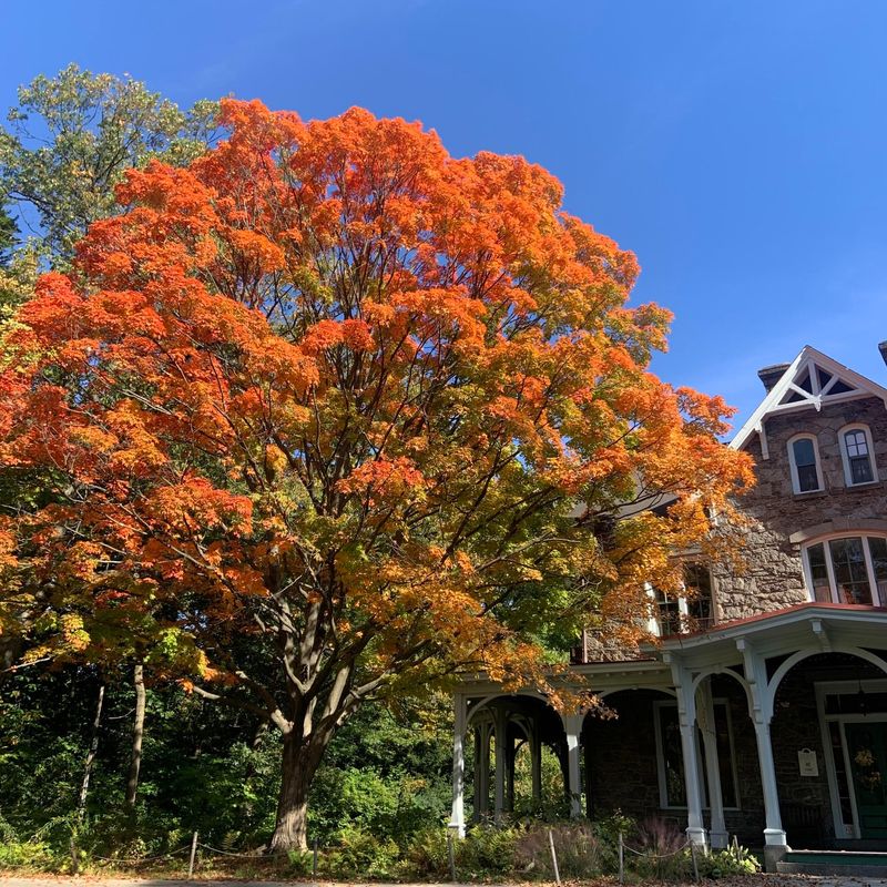 Vermont: Sugar Maple