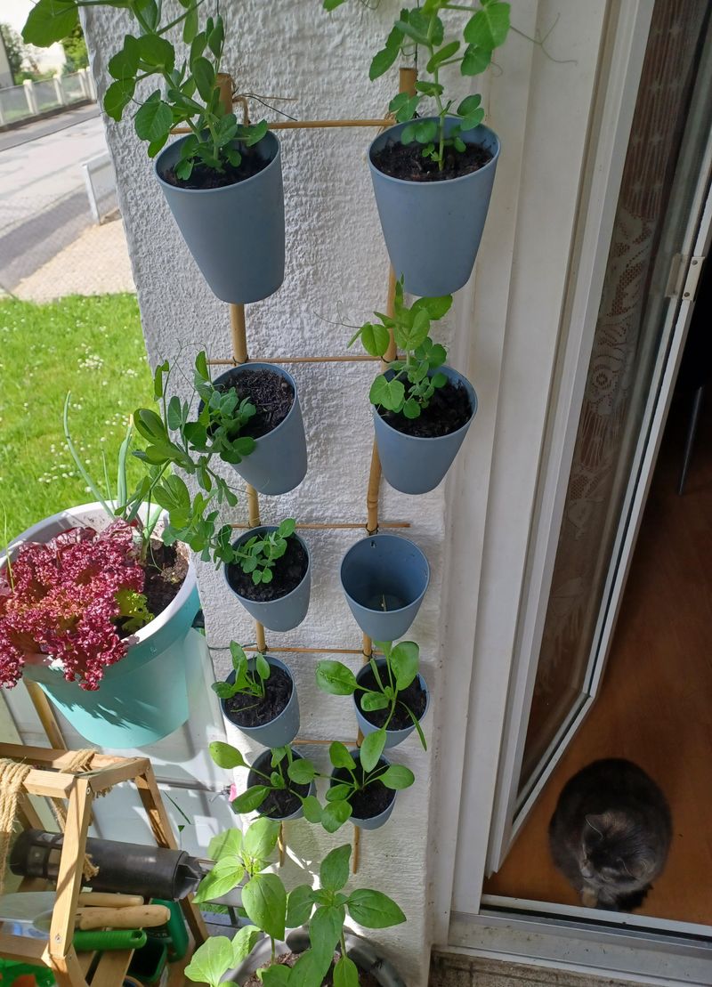 Vertical Gardening Magic