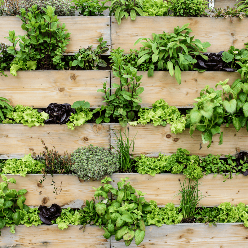 Vertical Gardening