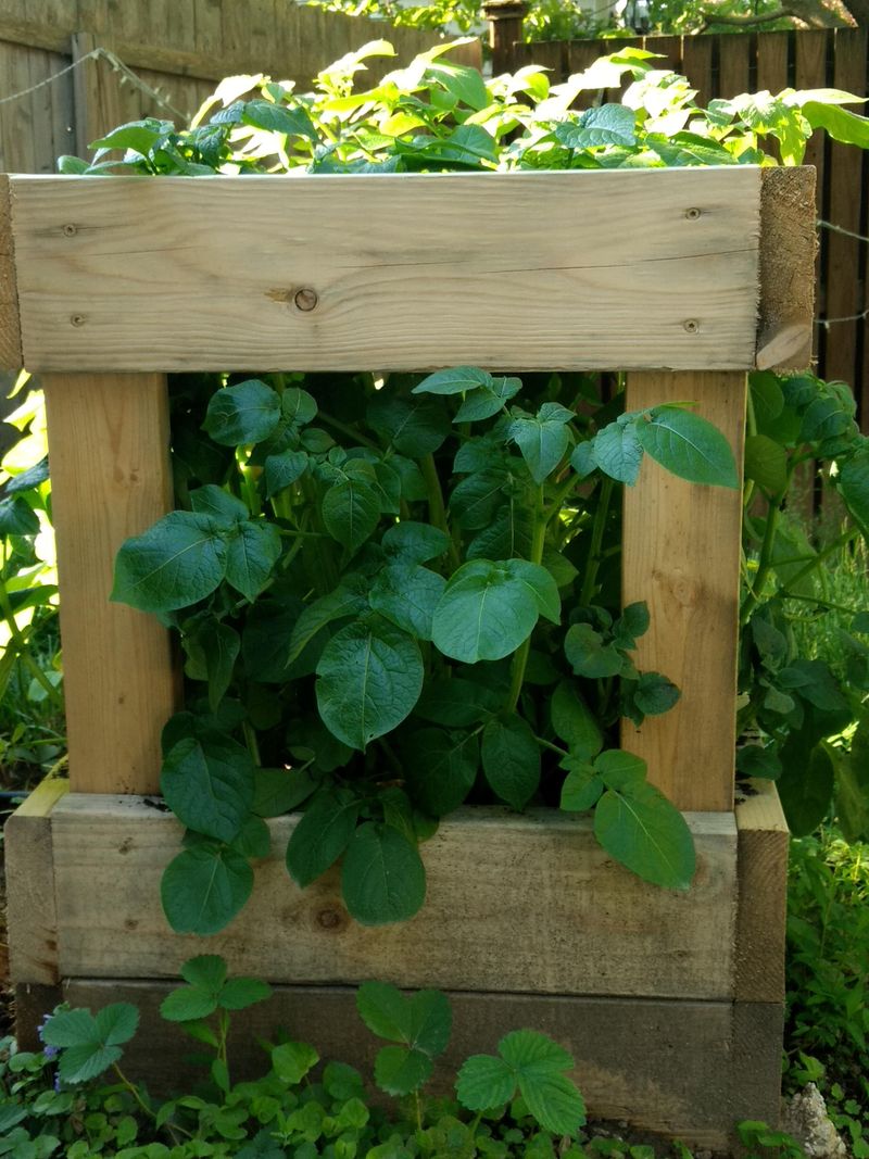 Vertical Potato Towers