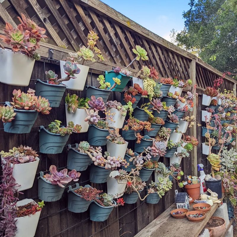 Vertical Succulent Wall