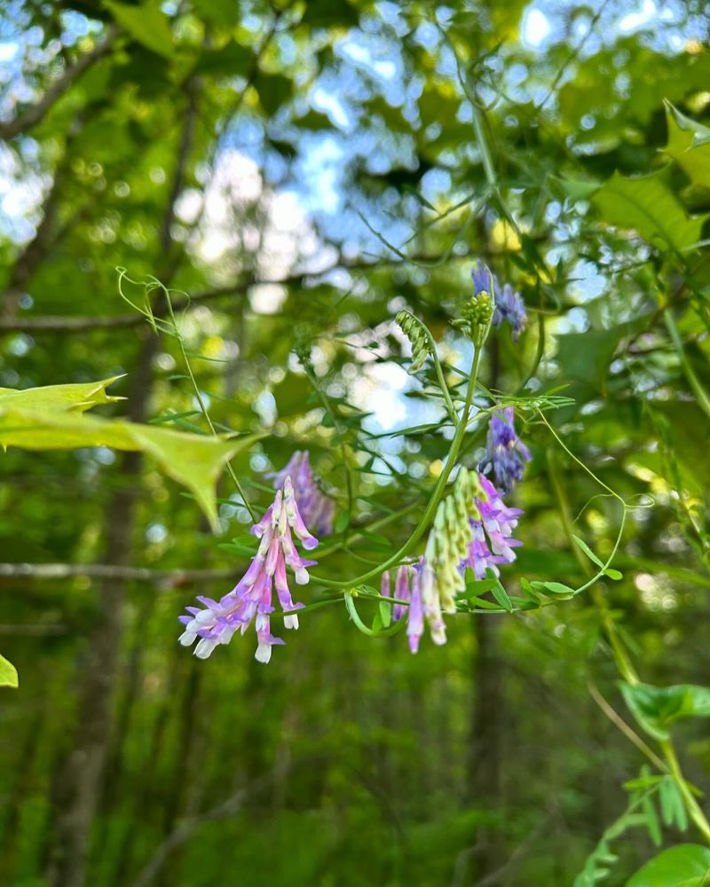 Vetch