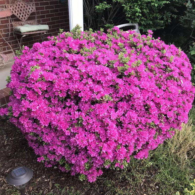 Vibrant Borders with Azaleas