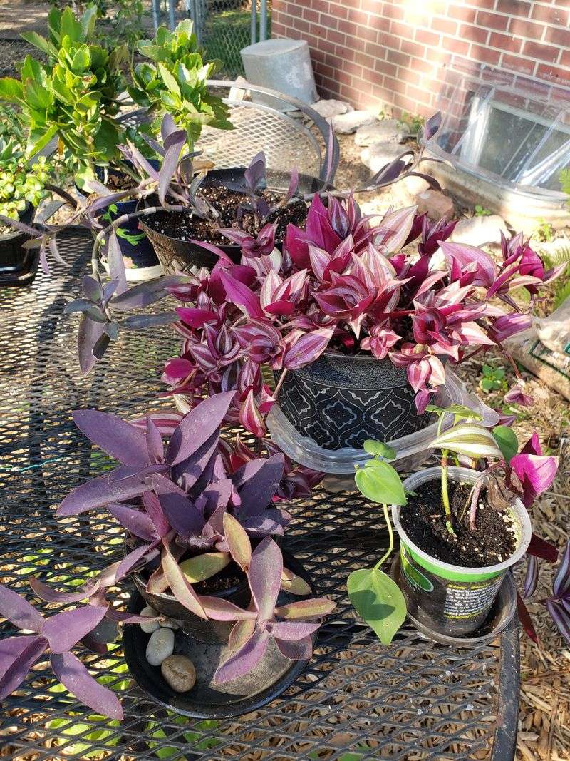 Vibrant Violet Planters