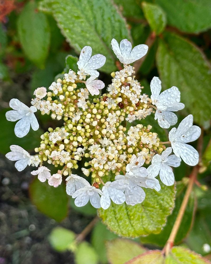 Viburnum