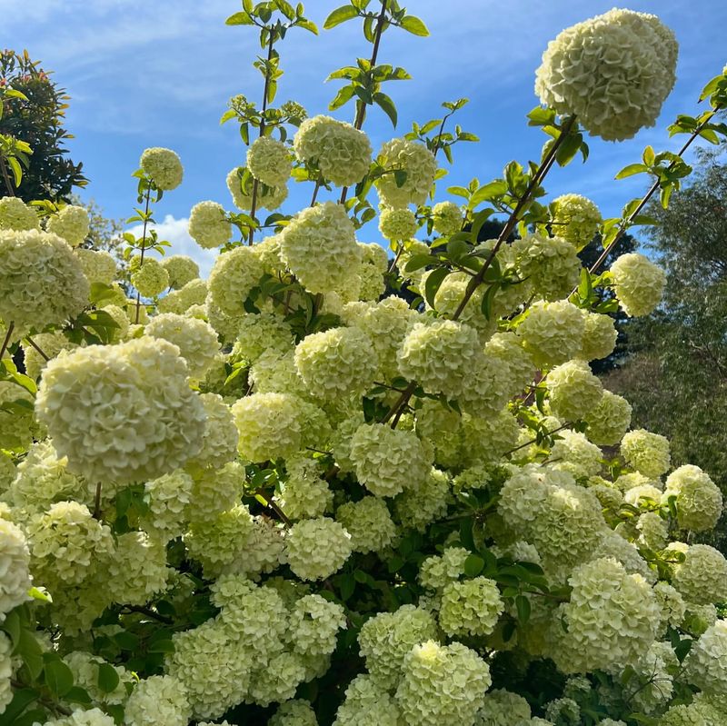 Viburnum