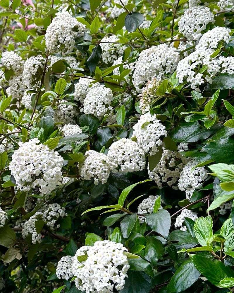 Viburnum