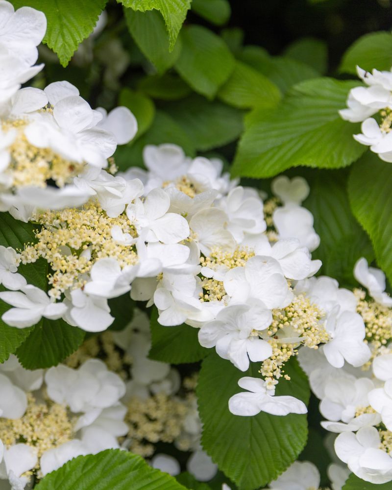 Viburnum