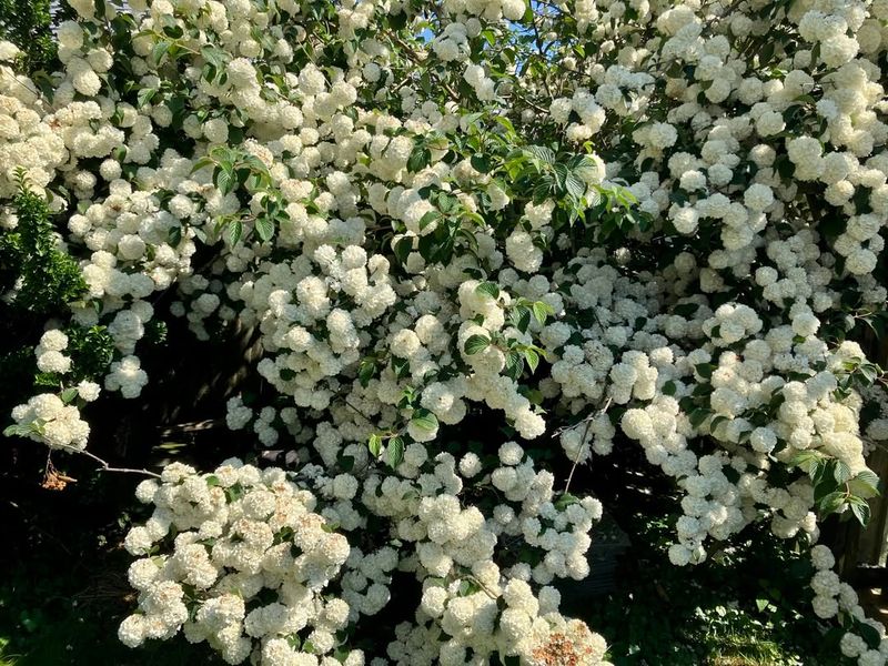 Viburnum