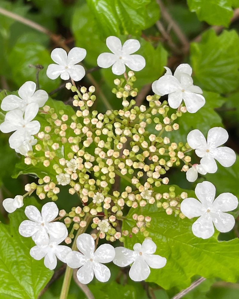 Viburnum