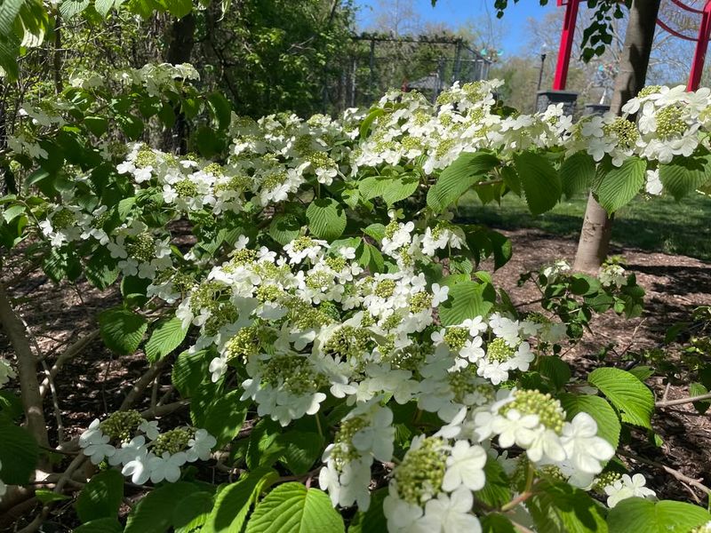 Viburnum plicatum f. tomentosum 'Mariesii'