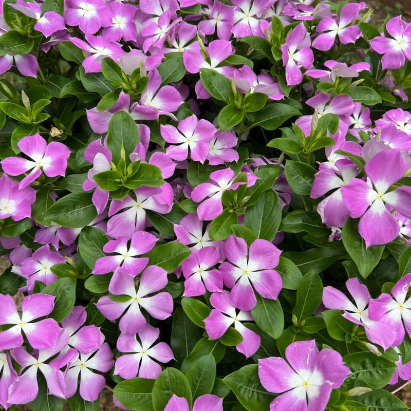 Vinca