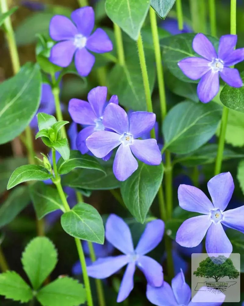 Vinca Minor