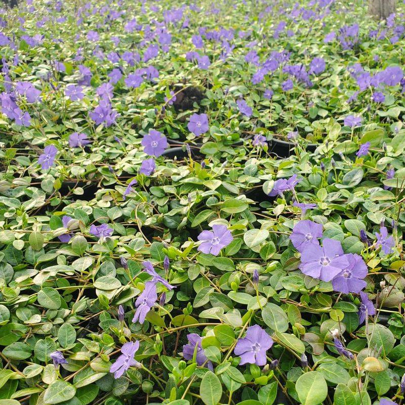 Vinca Minor