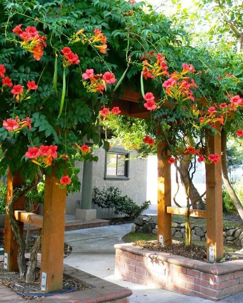 Vine-Covered Trellises