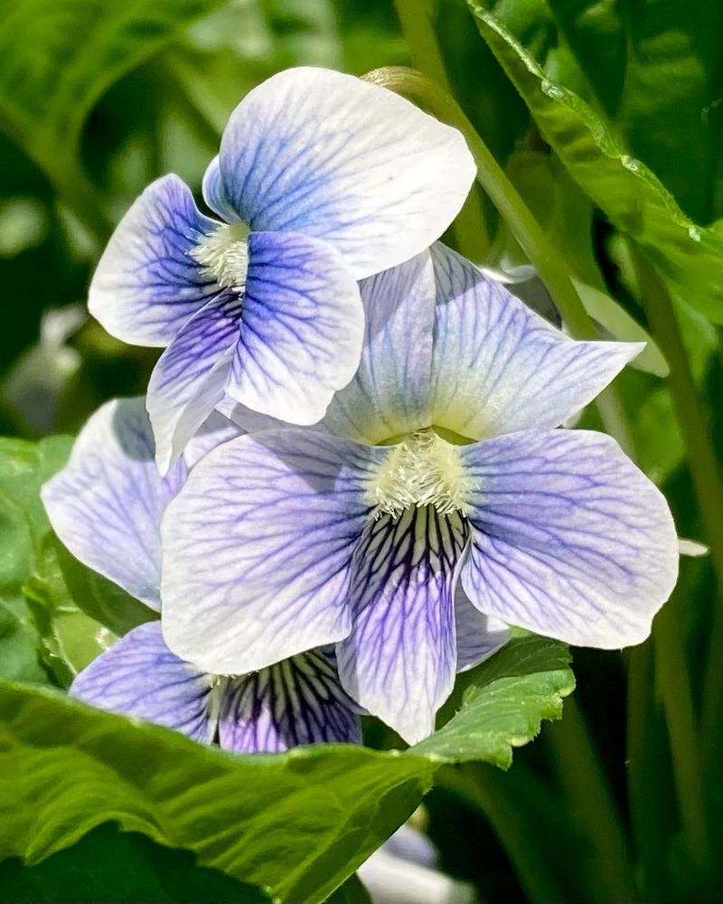 Viola