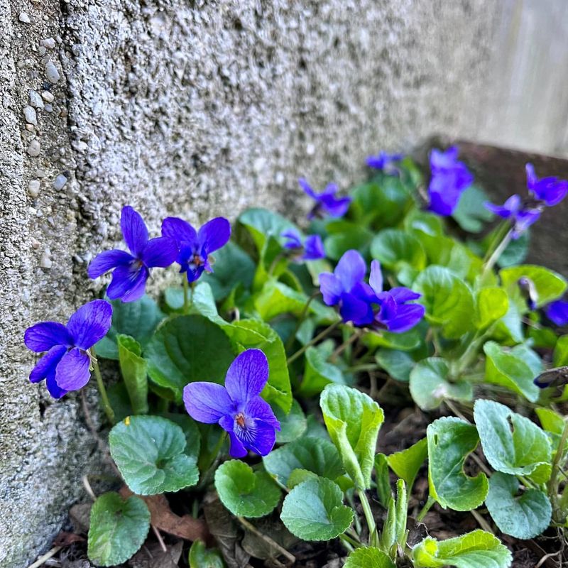 Viola Odorata