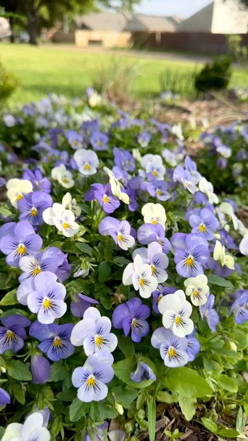 Violas