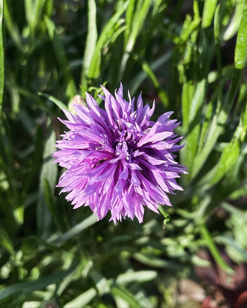 Violet Cornflower