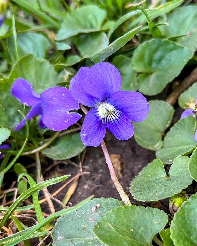 Violet - Illinois