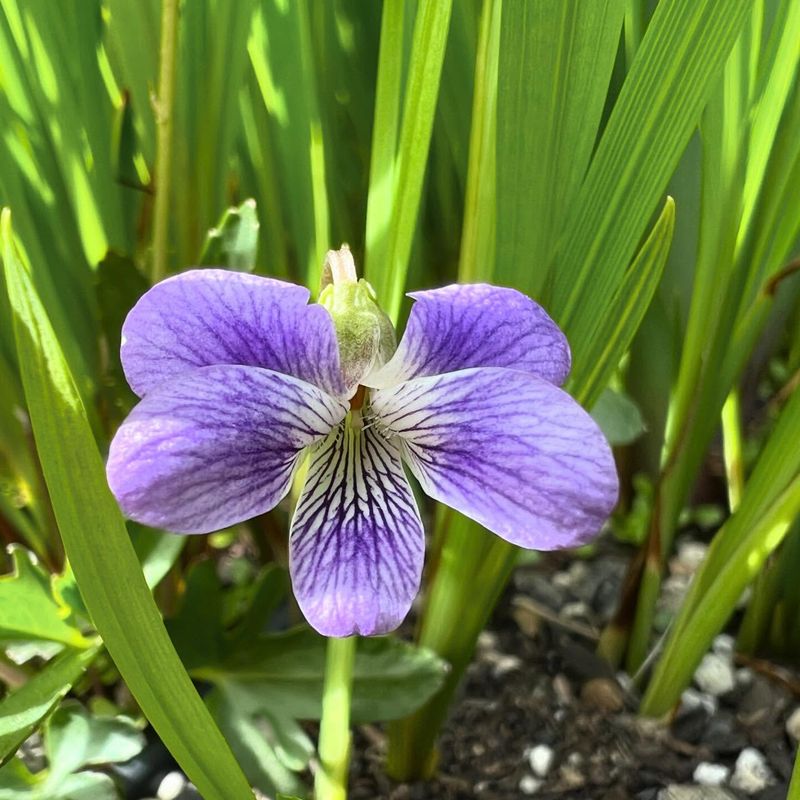 Violet - Rhode Island